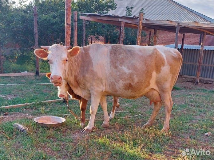 Овцы бараны корова