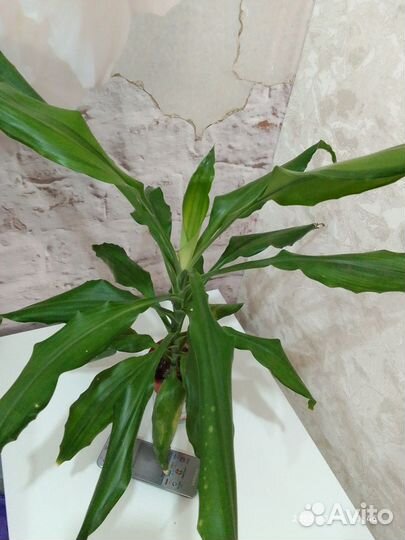 Шефлера вариегатная и другие комнатные цветы