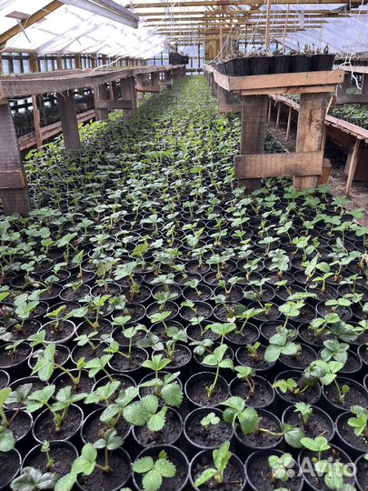 Саженцы клубники