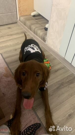 Одежда для собак