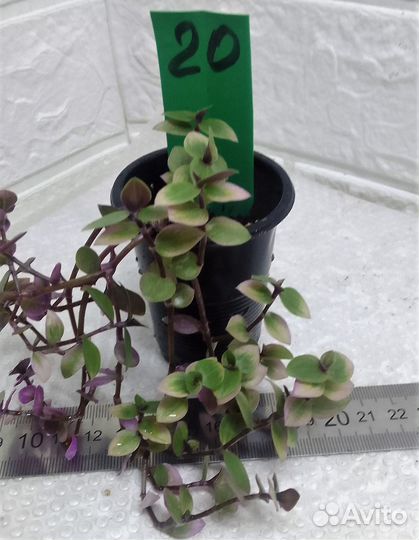 Традесканция гибазис каллизия силламонтана