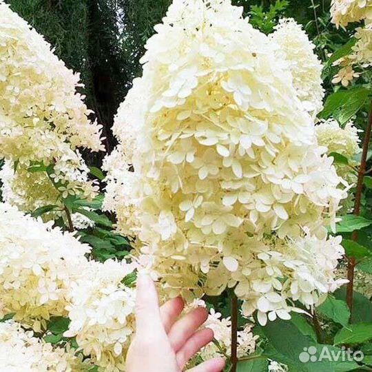 Гортензия Геркулес