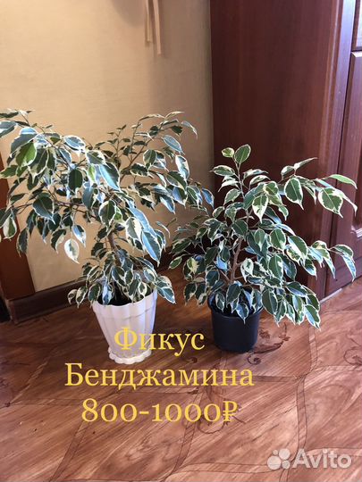 Комнатные цветы