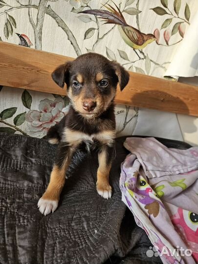 Щенок ищет дом