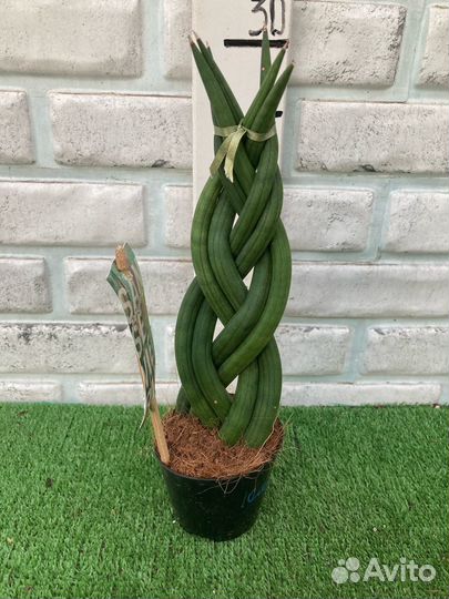 Сансевьера Металик и много других