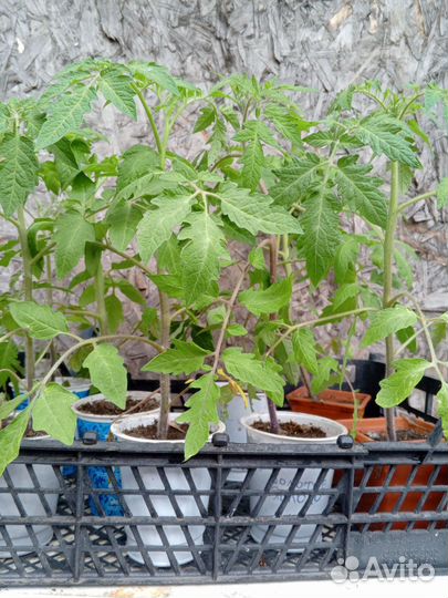 Рассада помидор, перца