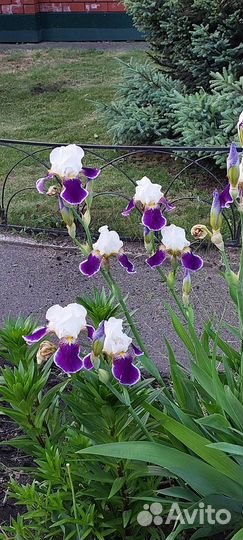 Ирисы