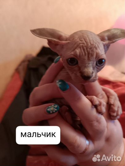Канадский сфинкс котенок