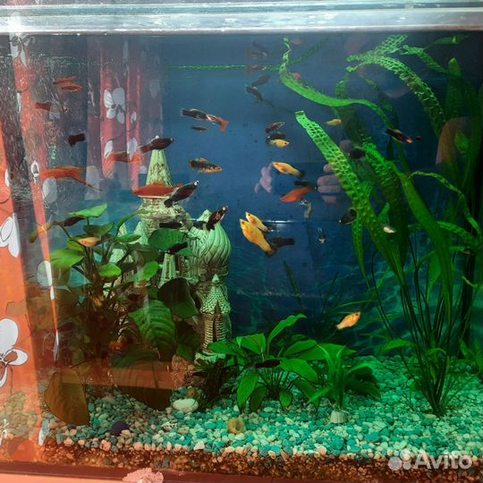 Аквариум рыбки
