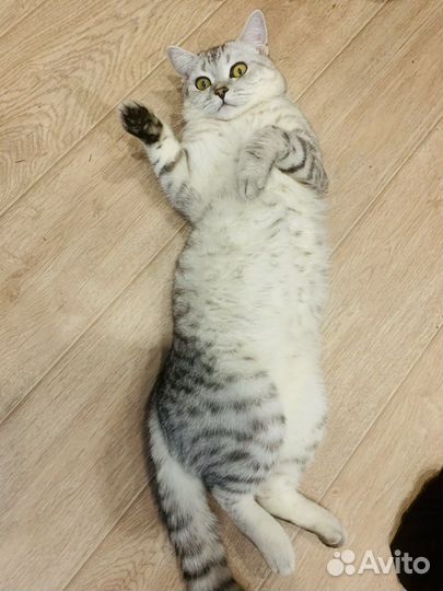 Британская