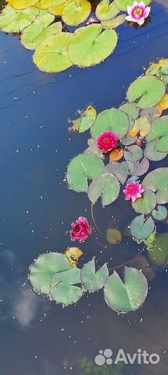 Нимфея желтая и розовая