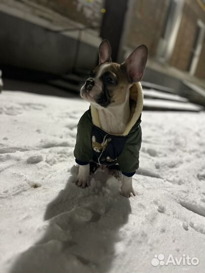 Комбинезон для средней собаки