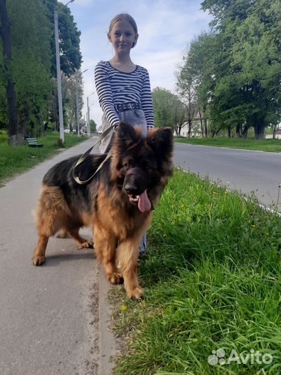 Немецкая овчарка