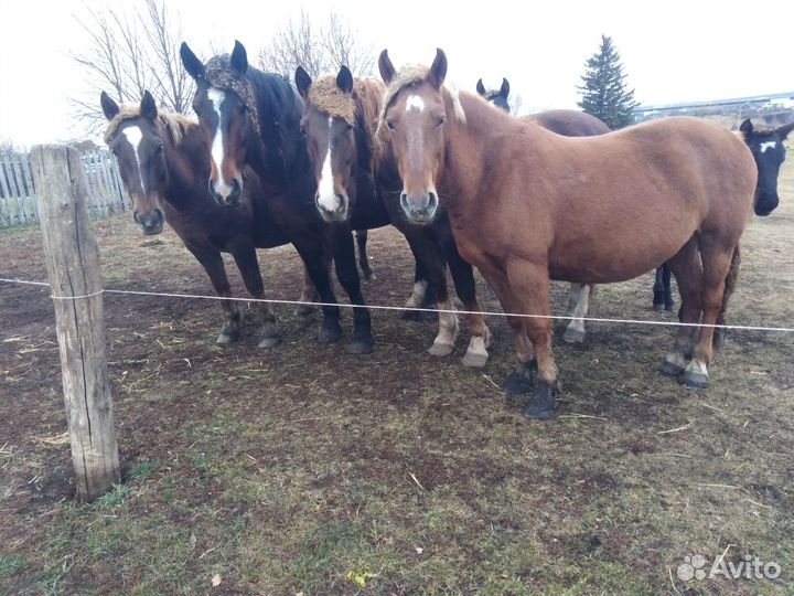 Жеребец на племя