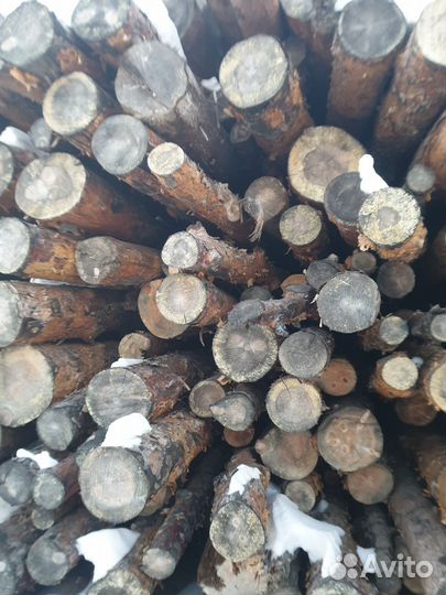 Лес кругляк сосна