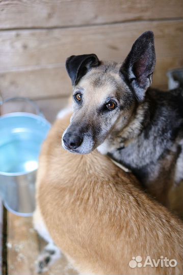 Твой взрослый друг ждёт тебя в приюте