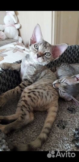 Котята девон-рекс