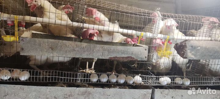 Куры несушки продам