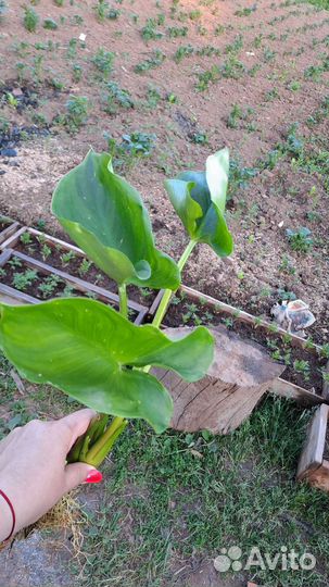 Каллы болотные