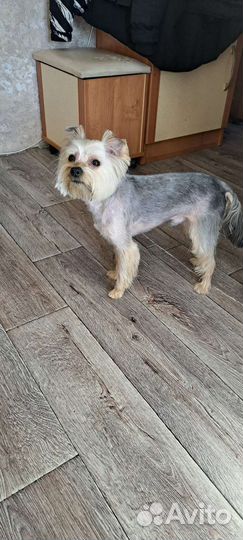 Йоркширский терьер вязка мальчик