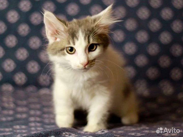 Котенок в добрые руки