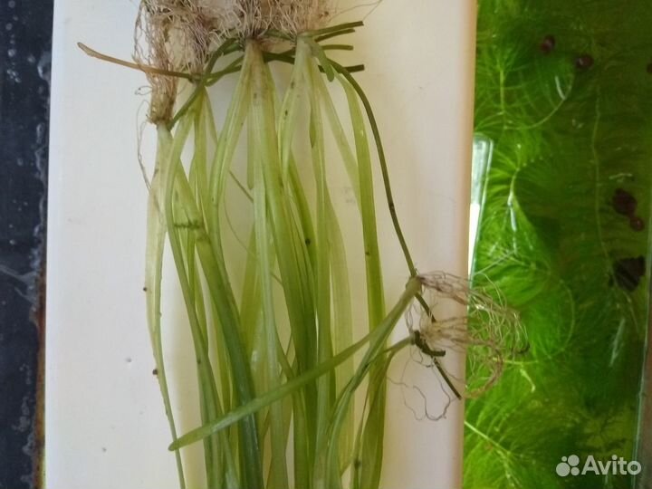 Валлиснерия