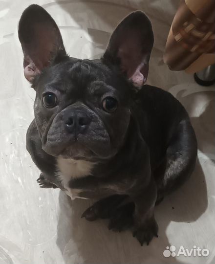 Продам собак