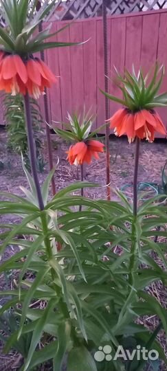 Рябчик императорский