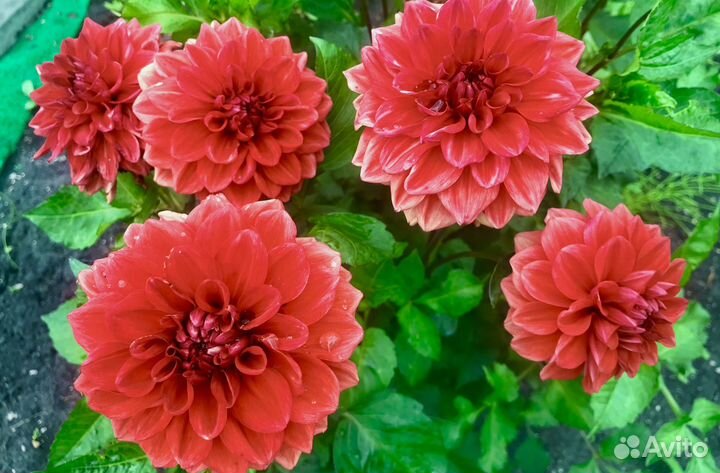 Георгины низкорослые Лабазник Венуста