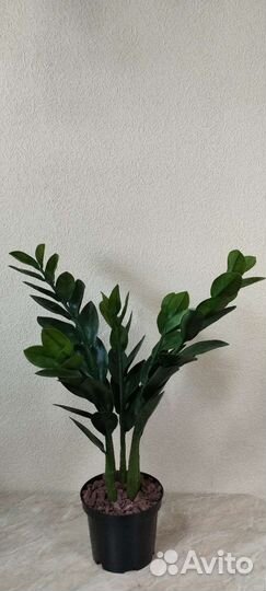 Замиокулькас (долларовое дерево) искусственный