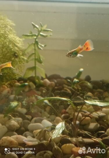 Гуппи, улитки катушки коричневые, красные