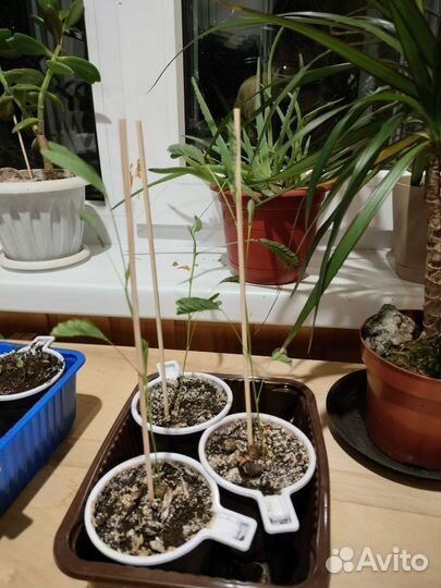 Мимоза стыдливая