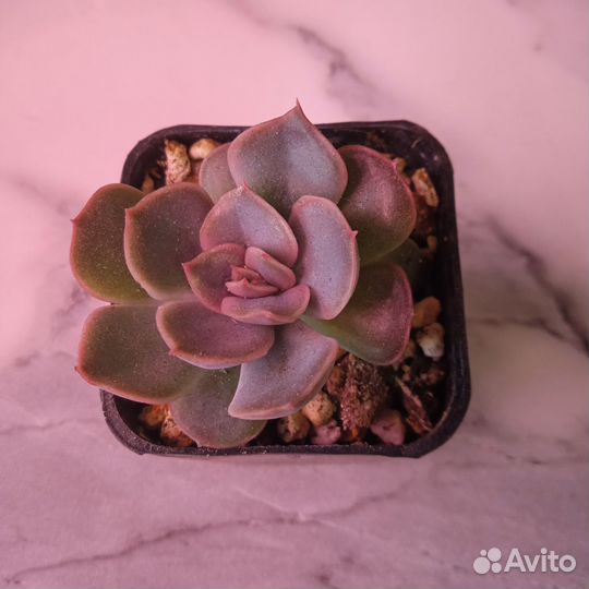 Суккуленты почтой