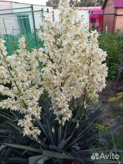 Юкка садовая