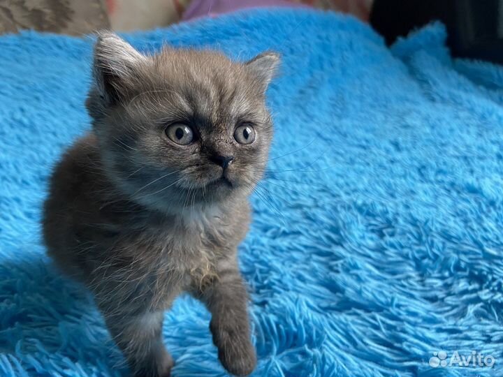 Британская шатланская