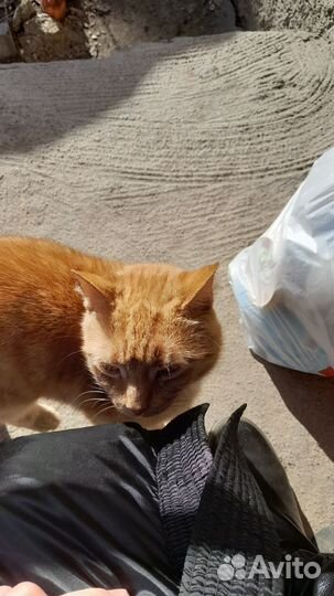 Рыжий котик в добрые руки