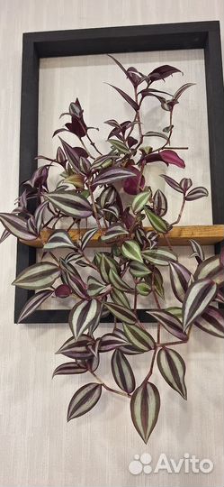 Традесканция