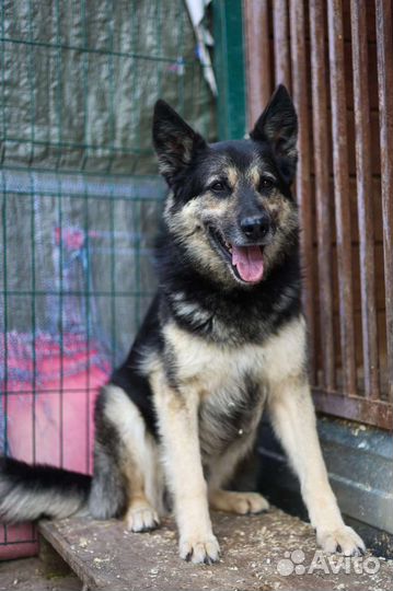 Скромный Янек ждёт семью