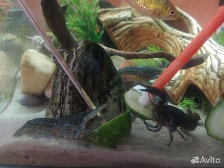 Мраморный рак для аквариума