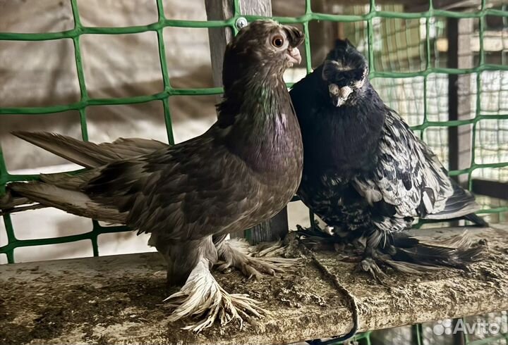 Андижанские голуби