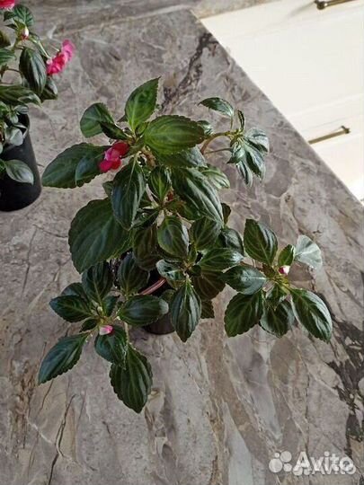 Цветы Комнатные растения