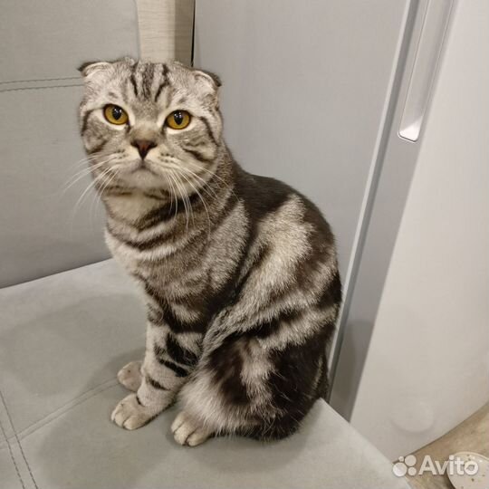 Шотландский кот вязка