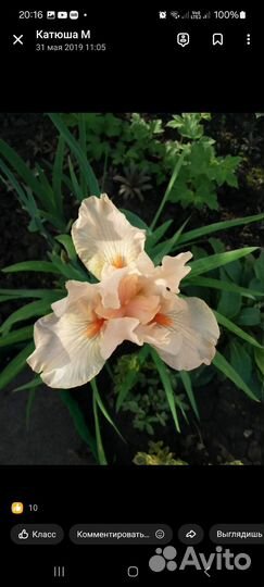 Ирисы карликовые