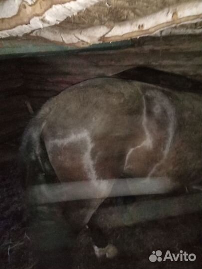 Жеребчики годовалые, на откорме один месяц