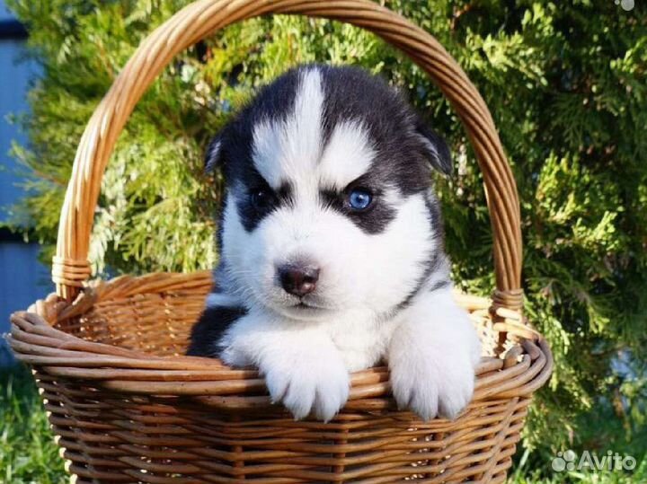 Сибирский хаски