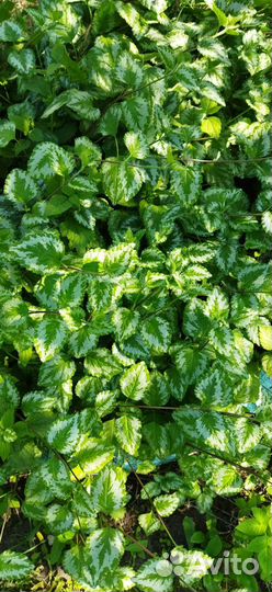 Яснотка Зеленчуковая желтая