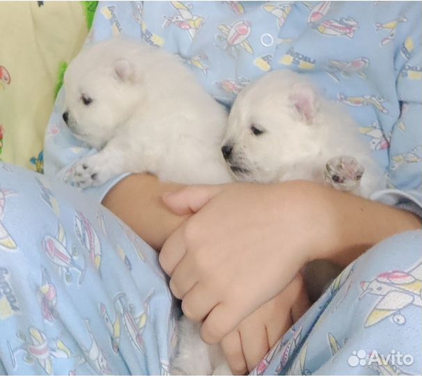 Щенки шпица