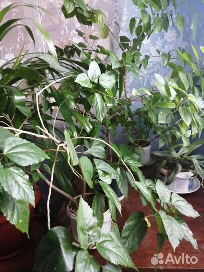 Комнатные цветы