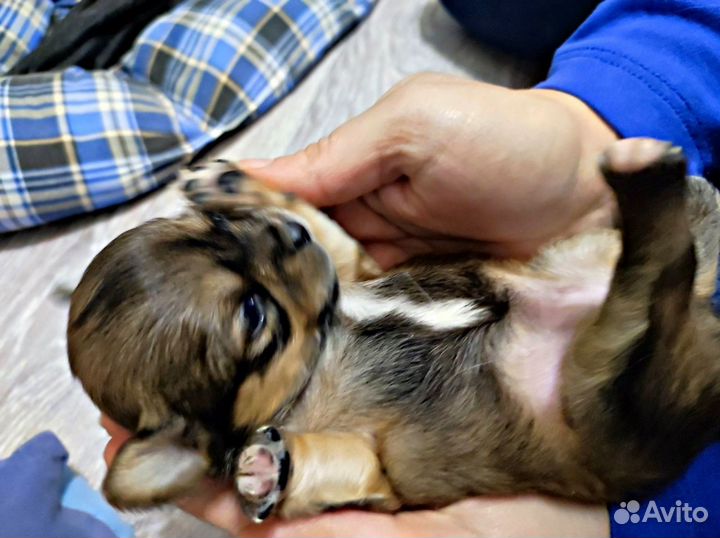 Продаётся девчулька Чихуахуа