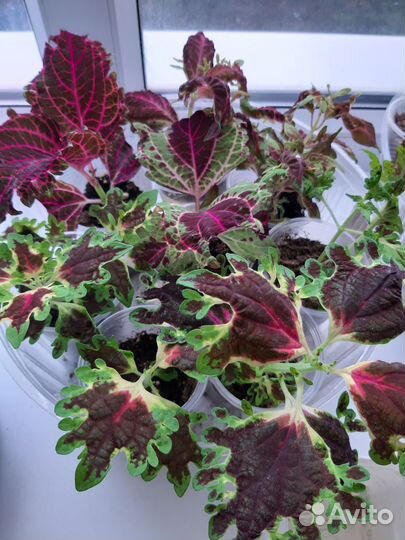 Колеусы вегетативные